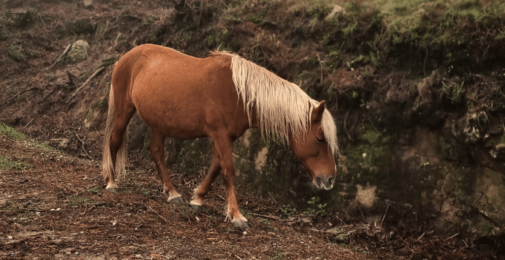 wild horses Viana do castelo