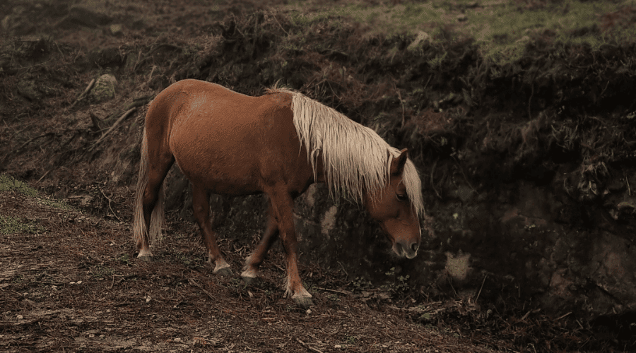 wild horses Viana do Castelo